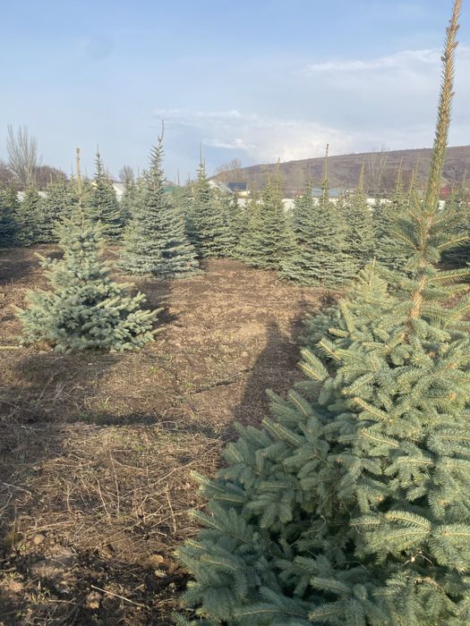 Голубые ели елки голубые елка ель сосна посадка