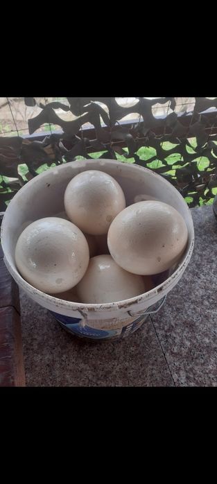 Se vinde mingi de tenis