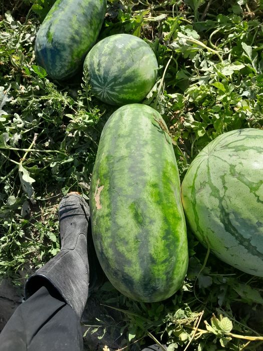 Қарбыз бар тәтті