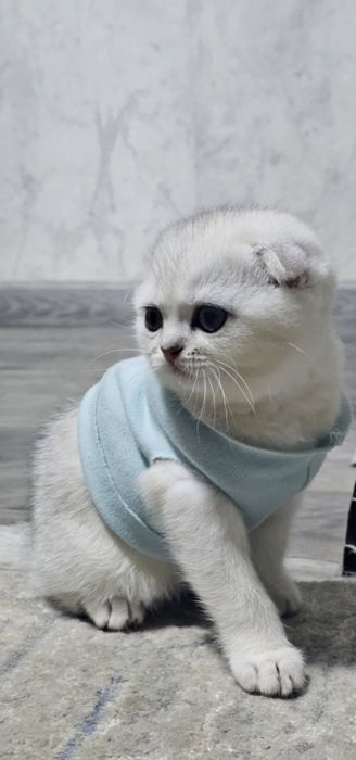Смотришь фолд Кошечка