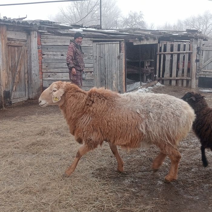 Арашан қошқар сатамын