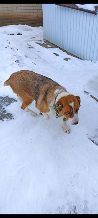 Отдам собаку (девочку)