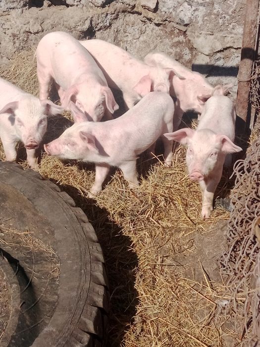 Продам поросят полтора месяца