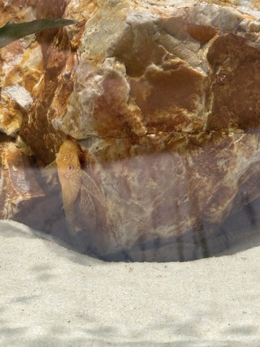 Аквариум живыми рыбками