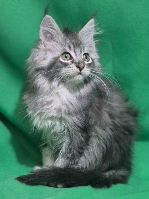 Котенок Мейн кун девочка чистокровная