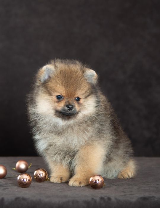 Щенки померанского шпица