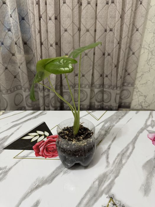 Продам алоказию цена 800 тг