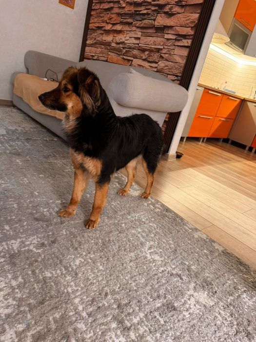 СРОЧНО ищем дом для собаки