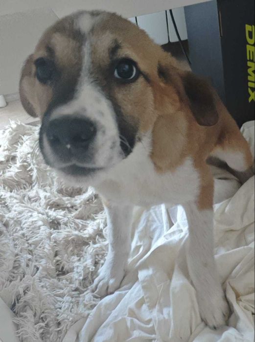 Мальчик готов к пристройству