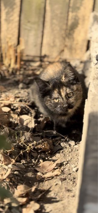 Отдам котенка в добрые руки