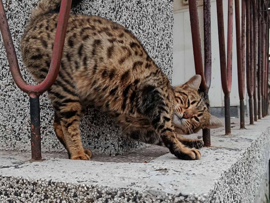 Продавам бенгалска котка