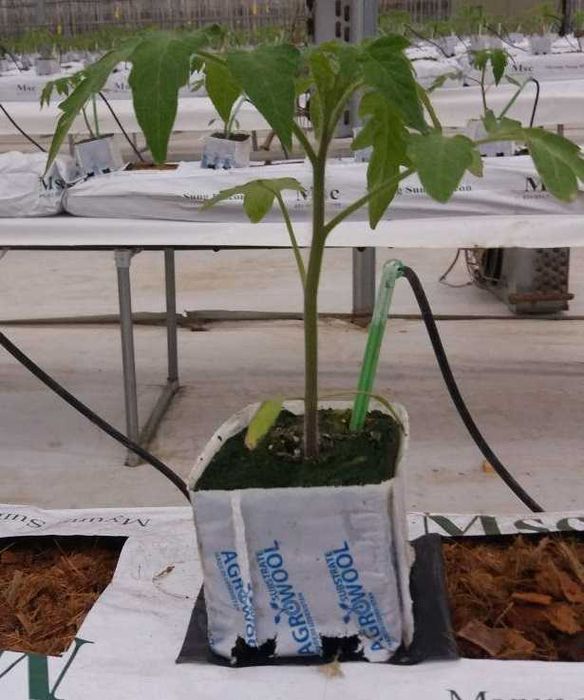 Агро вата для выращивание томатов, огурцы, баклажаны, сладкий перец