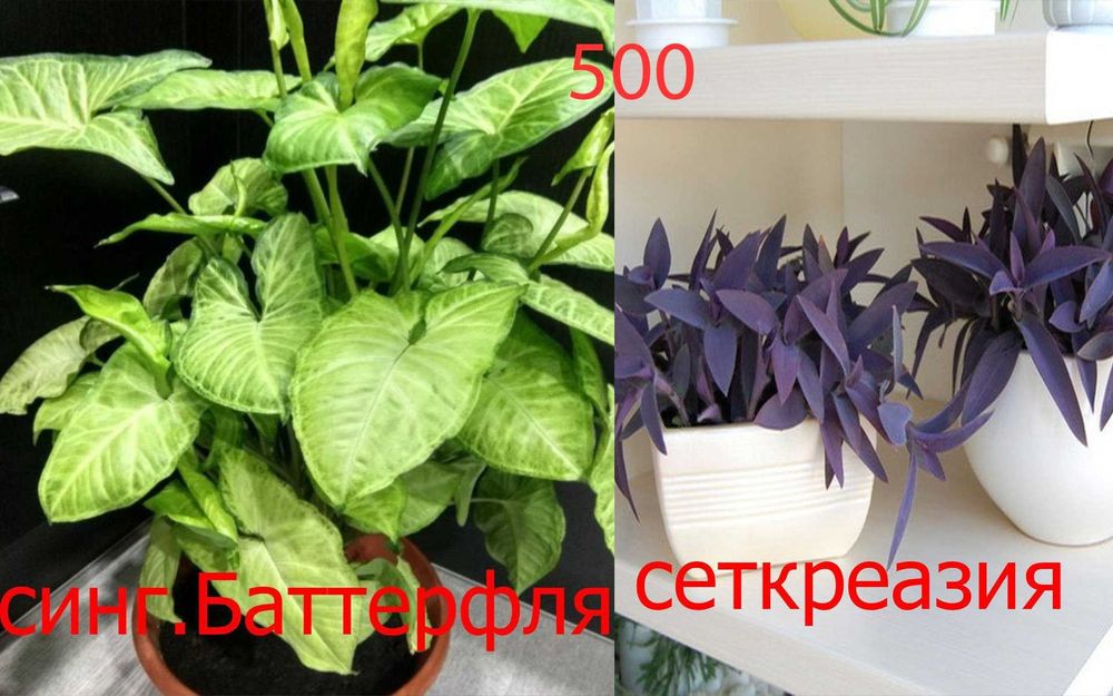 Комнатные  цветы