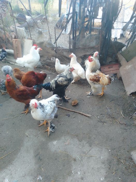 Cocoși de vânzare