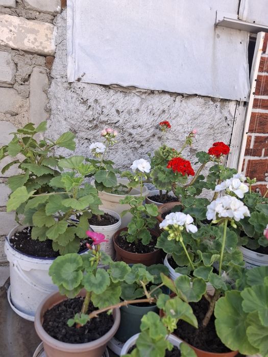 Герань цветущий разные