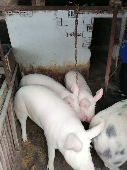 Продавам угоени прасета