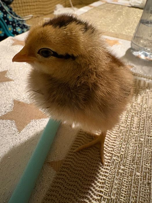 Pui de găina australop și Wyandotte