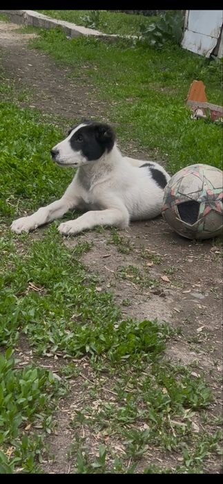 Продаи щенка алабая