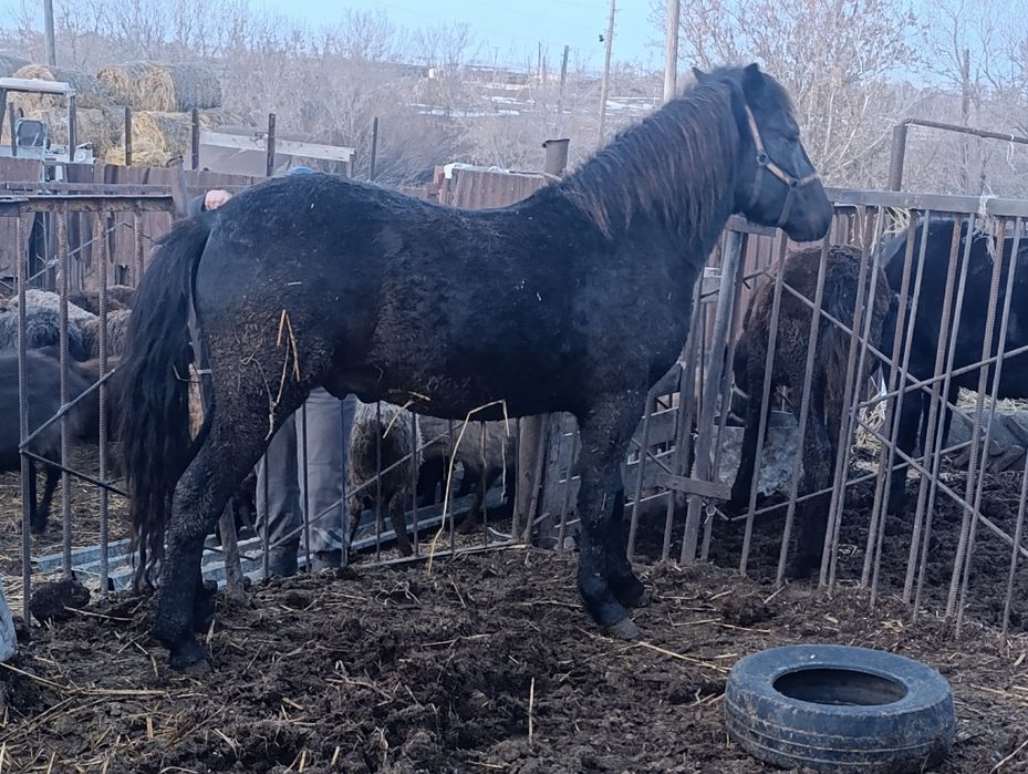 Жеребчик 2 года,на откорме