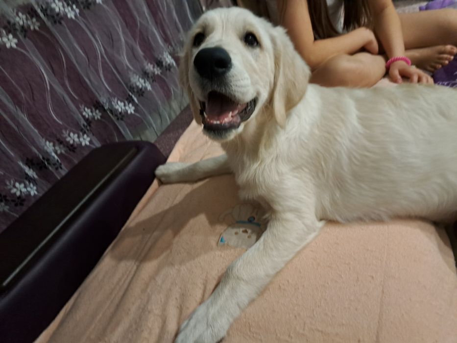 Продам золотистого ретривера.