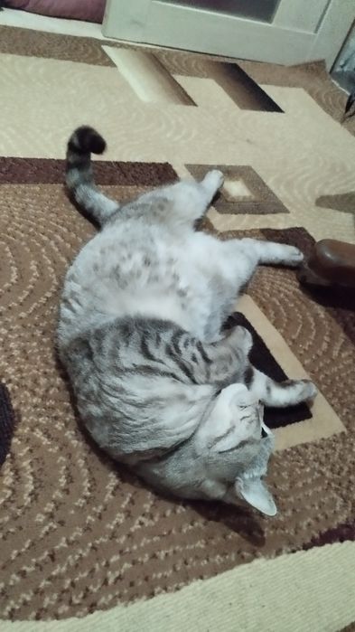 Отдам кота британца