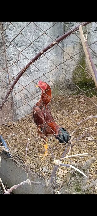 Продам  дакана OH'SHAMO