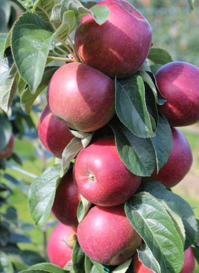 Колонни и Мини овощни дръвчета