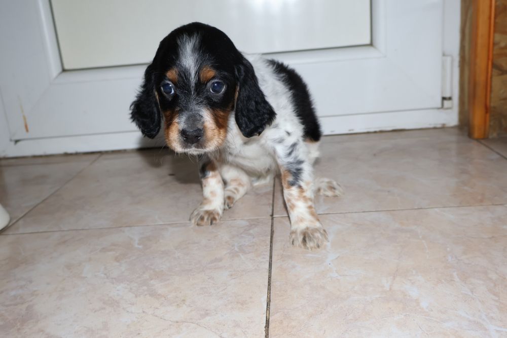 Трицветен Английски сетер