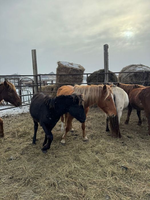 Продам жеребенка мальчик