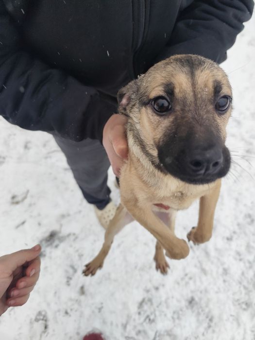 Щенок девочка 3 месяца привитая ищет дом