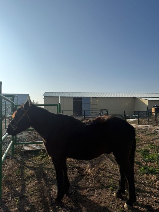 Мініс аттар сатылады