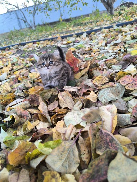 Продам очень красивых котят.
