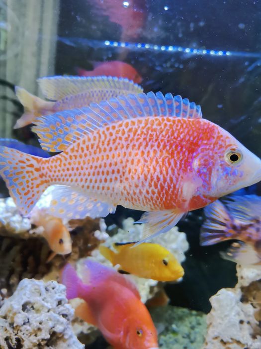 Продавам цихлиди