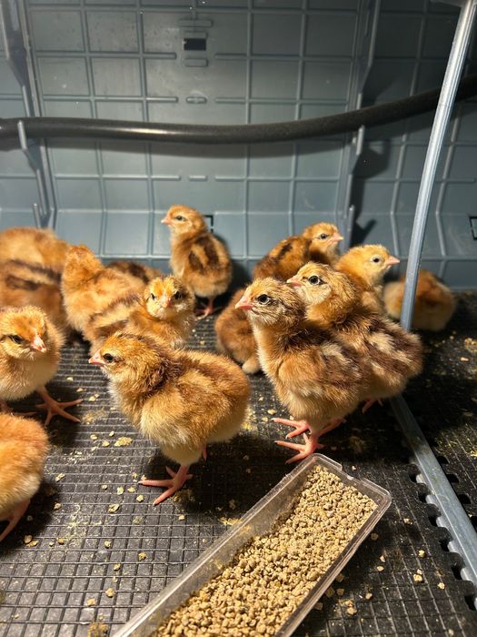 Puisori și ouă Rhode Island