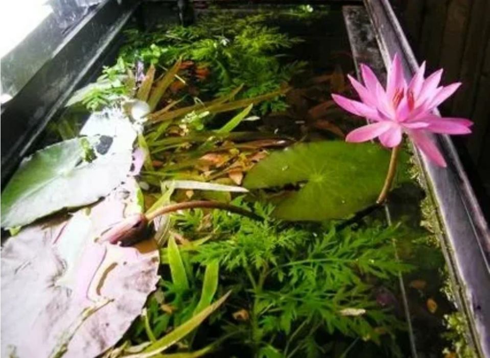 Ростки лотоса для аквариума.  Akvariumda usadigan lotos guli.