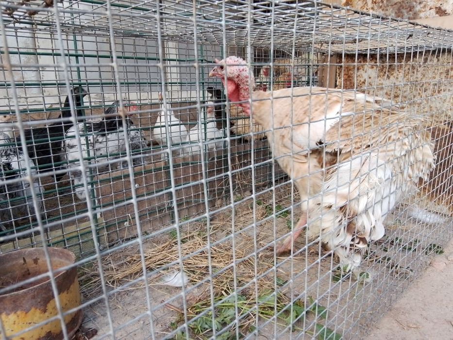 Продам или обменяю