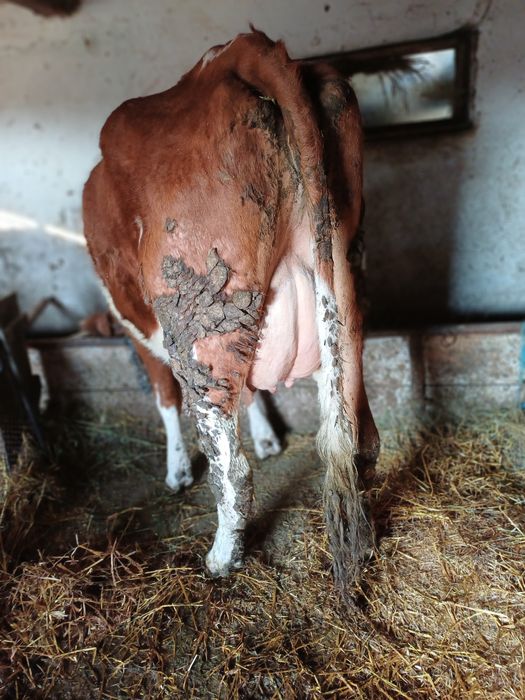 Vind vacă red de 2 ani jumate cu lapte.