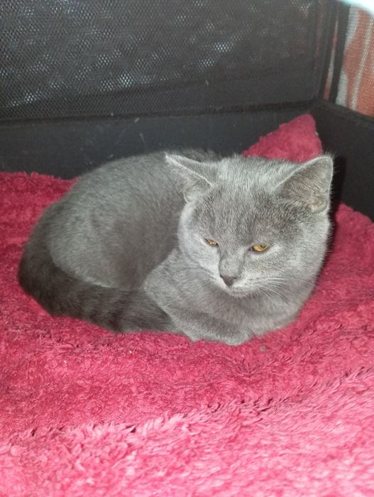 кошка страйд фолд