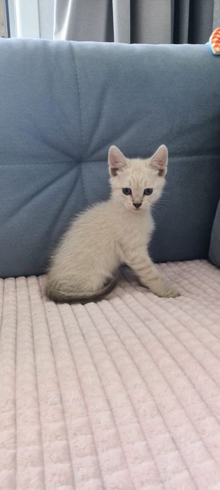 Отдам котят в добрые руки.