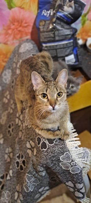 Пропала кошка в мкр. Кулагер