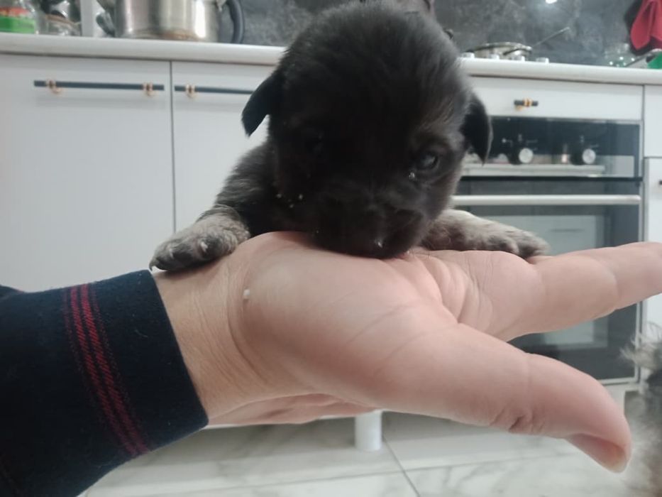 Отдам щенят в добрые руки