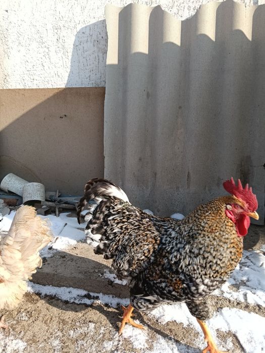 Продам молодой петухи