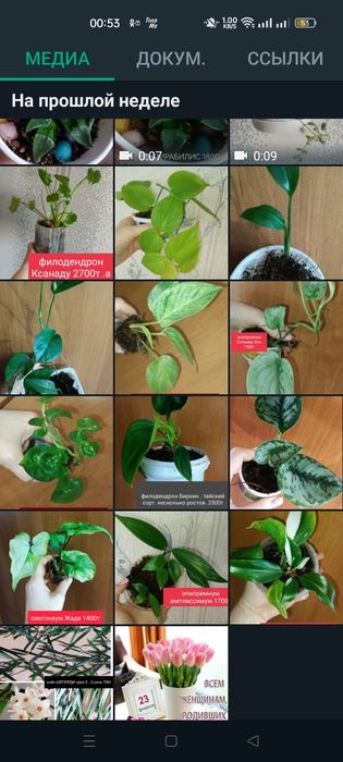 Цветы разные доступные экзоты