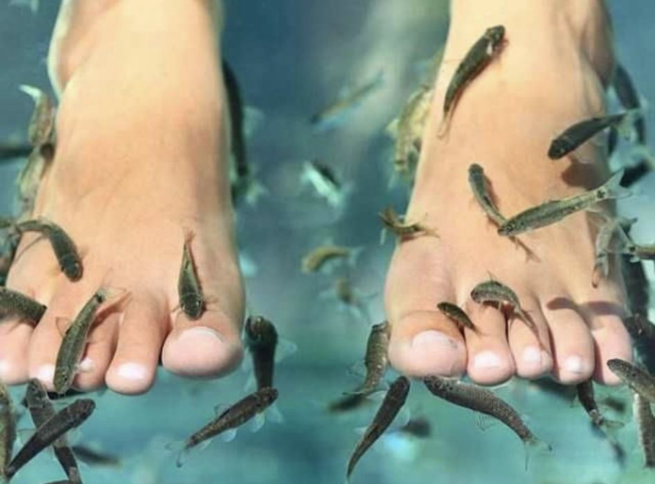 Acvarii speciale pentru terapia garra rufa