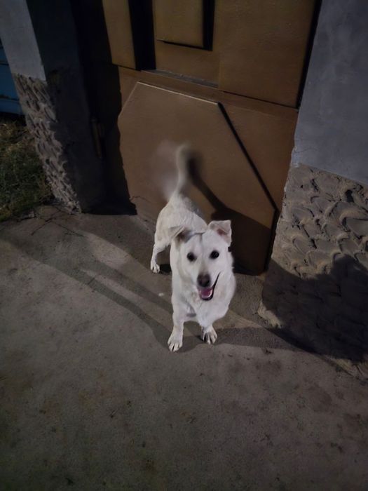 Кто потерял собаку? Хозяин, отзовись!