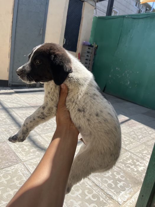 продается щенок дратхаар
