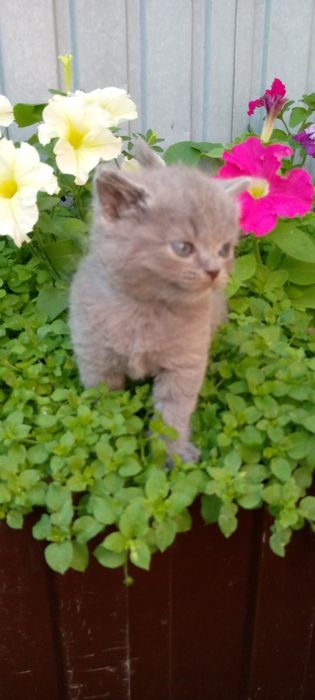 Продаются котята британчики.