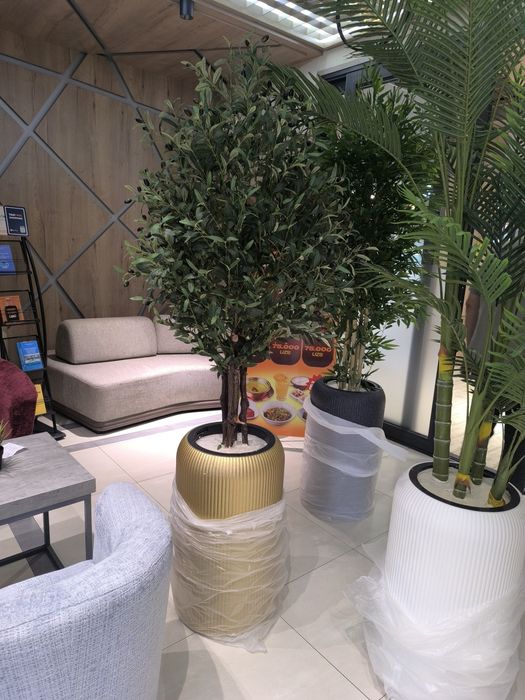 Оливковый дерева Зайтун дарахт