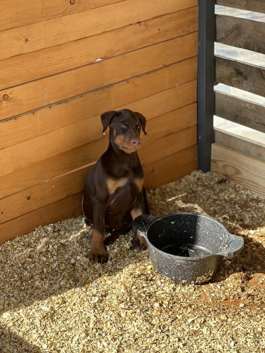 Доберман 2,5 месяца девочка