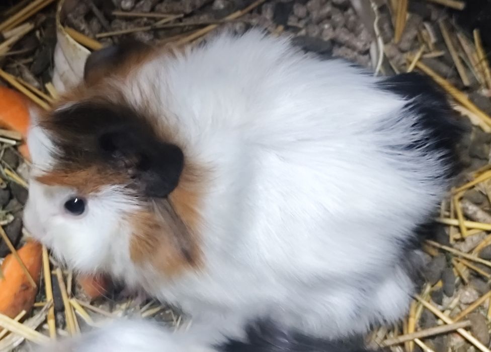 Продам морских свинок